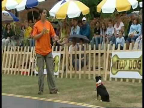 Dog tricks and trundles dog walking and training video.