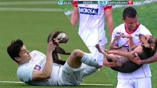 Eles invadiram e deram o SHOW!!! - (invasão de animais em jogos de futebol) - 😱