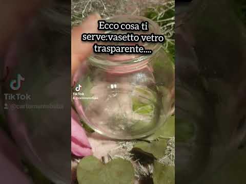 rito riso e sale☘🔮💰 2023 x abbondanza e protezione ora sul mio canaleYouTube