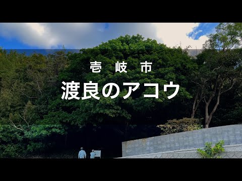 【渡良のアコウ 】壱岐市　「長崎県の巨樹・名木」より