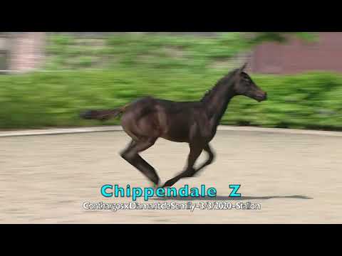 Chippendale Z ( Conthargos x Diamant de Semilly ) - 2020 - Stallion