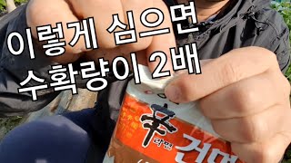 무화과 수확을 2배로 하는방법