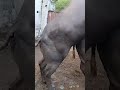 Superbullmating Buffalomating Murrahbull Heaviestbull Superbull Tallestbull Shorts Short