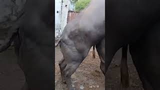 Download lagu #superbullmating #buffalomating #murrahbull #heaviestbull #superbull #tallestbull #shorts #short mp3
