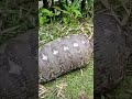 Viral Giant snake eat man #viral #video #shorts #shortsvideo #snake #memes #best