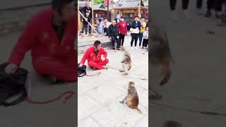 Download lagu story wa monyet lucu mp3