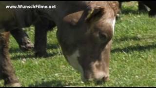 Heute Rinder, morgen Kinder