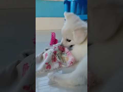 Dog's #music #bollywood #dogs