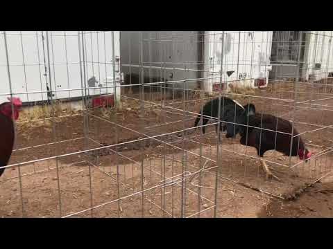 Albany- Kelso- sweater-asil