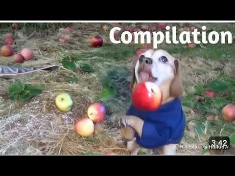 yo cuando me pongo a bailar