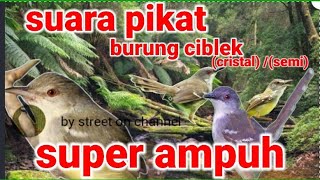 Download lagu suara pikat burung ciblek kristal/semi paling ampuh dijamin pada ngumpul semua mp3 Download lagu suara pikat burung ciblek kristal/semi paling ampuh dijamin pada ngumpul semua mp3