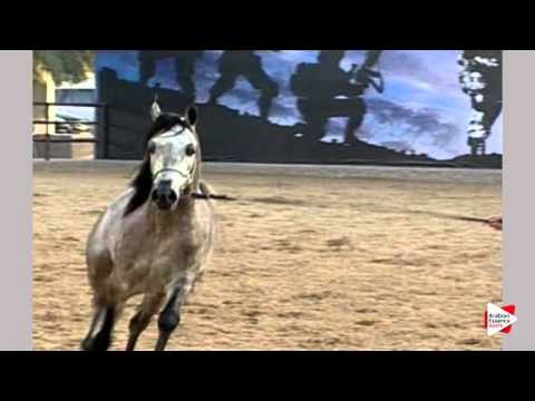N.223 QAMARDEEN AL BIDAYER - Ajman 2016 - Colts 3 years old (Class 9)
