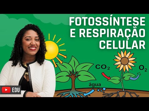 Fotossíntese e Respiração celular - Ensino Fundamental