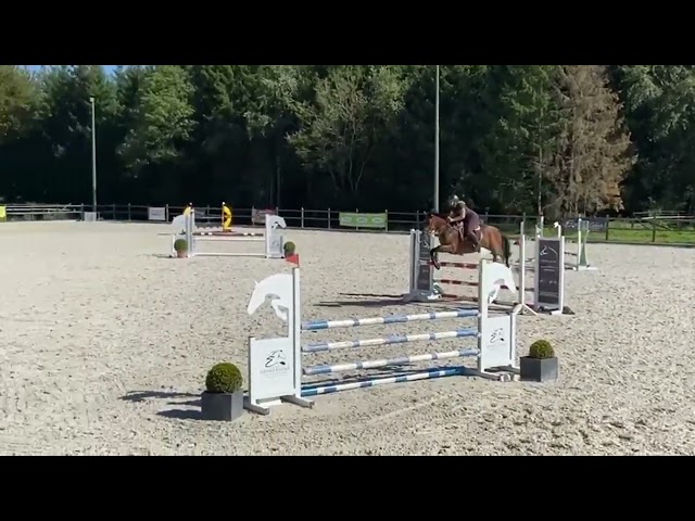 Cavalla Cavallo da Sella Lussemburghese In vendita 2012 Baio scuro ,  CASPER