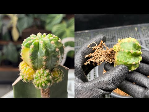 #01 How to Degraft And Root Cactus | Step by Step Guide