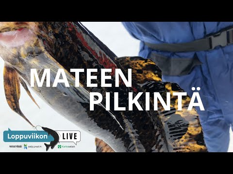 Mateen pilkintää