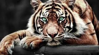 Tigres del Norte- Morir matando