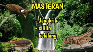 Download lagu Masteran Cililin, jangkrik dan belalang, cocok buat burung mu mp3 mp3