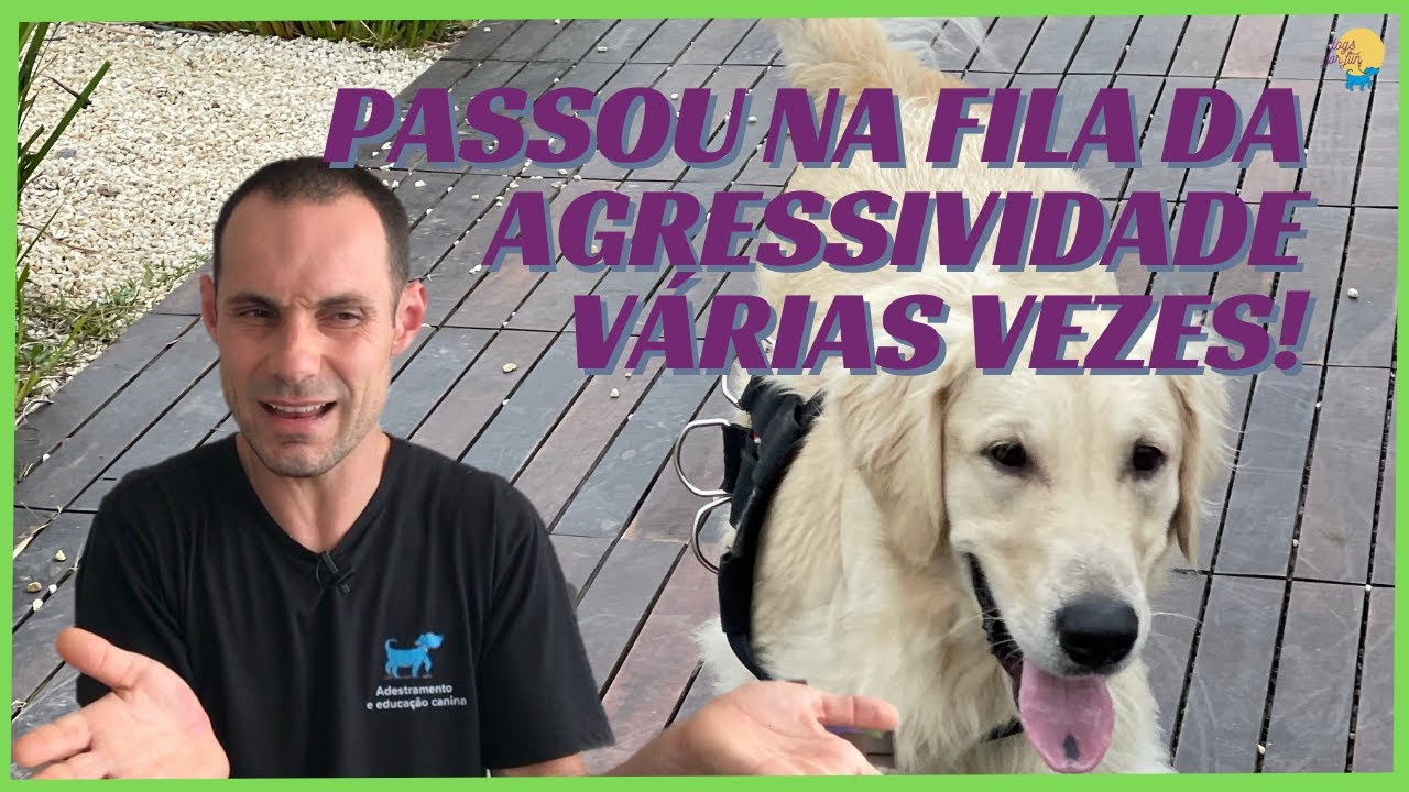 SEU CACHORRO LATE E QUER AVANÇAR EM OUTROS CÃES? ENTENDA AS CAUSAS E O QUE VOCÊ DEVE FAZER!