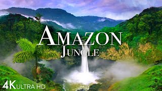 Amazon Jungle 4K - The World’s Largest Tropical Rainforest | Jungle Sounds | Scenic Relaxation Film