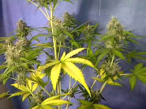 Indoor Cannabis Grow 400HPS Hawaii Room Auto Black Jack 2012-03-12 (ELDRICH)
