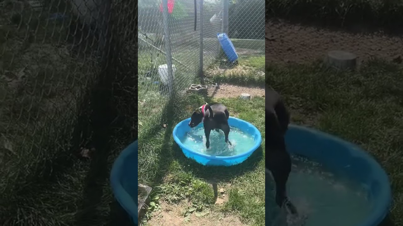 Enlarge Quartz, a Adoptable Terrier in Brookfield, WI video 6/6