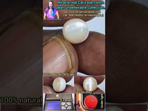 Miracle real Cat's eye conch pearl unbelievable collection.
