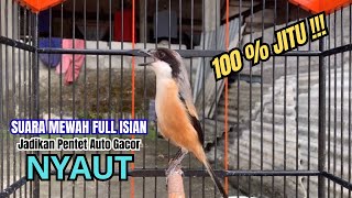 Download lagu cendet gacor ISIAN MEWAH buat PANCINGAN CENDET AGAR BUNYI bikin BURUNG PENTET GACOR RAJIN BUNYI mp3