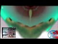 DOOMSDAY CSUPO FAST