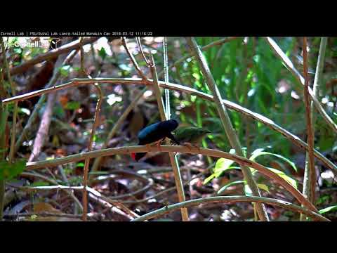 Long Series of Displays by Alpha Male Results in Multiple Copulations, March 12, 2018