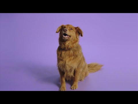 Dog Guys: Episode 5 'changes'