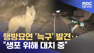 행방묘연 '늑구' 발견‥생포 위해 대치 중 (2026.04.14/뉴스투데이/MBC)