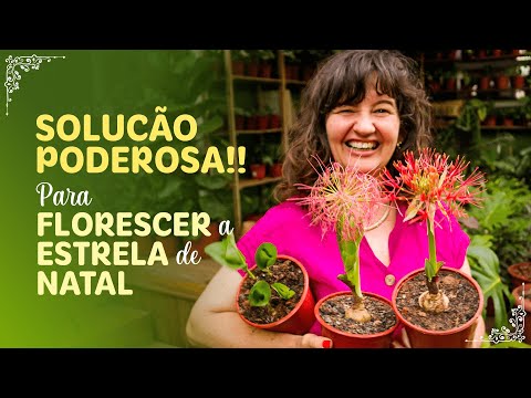 É assim que você CUIDA da FLOR ESTRELA DE NATAL