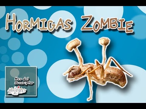 6 parassita in serie Se i capelli da helminths possono abbandonare