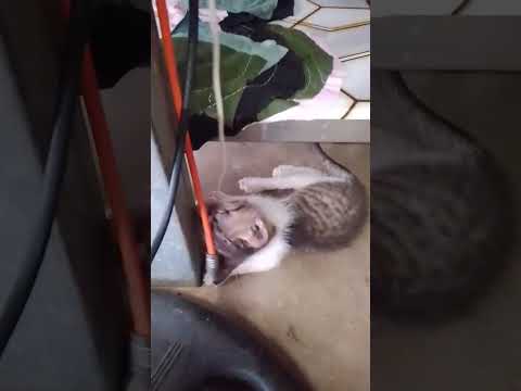 #funny #cat #pets #cute #mentionedyou