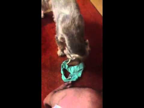 Lucky the pervert dog