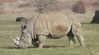 Download lagu Rhino (FREE CLIP TO USE) mp3