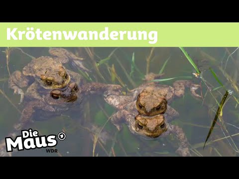 Was ist ein Krötenzaun? | Die Maus | WDR