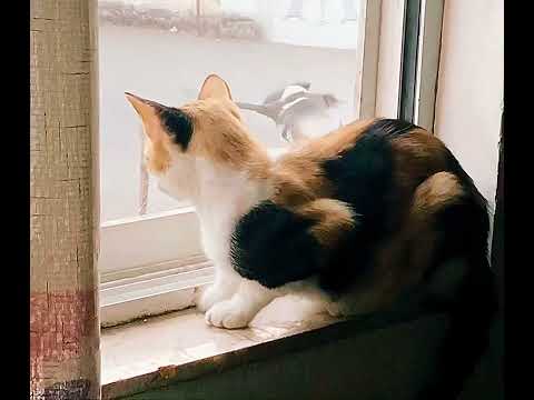 My kitten’s favorite hobby: bird watching 🐦😺
