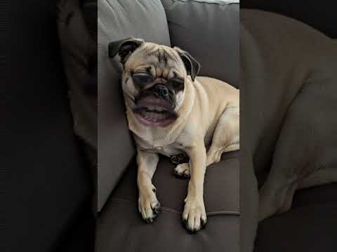 #dog #cat #movie #song #gadar2 #entertainment #marathisong #tiktokgame #funny #sub4subyoutube #subro