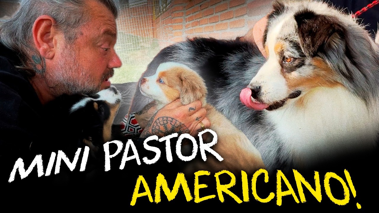 MINI PASTOR AMERICANO: A ESCOLHA CERTA PARA QUEM QUER UM CÃO PARA A FAMÍLIA!