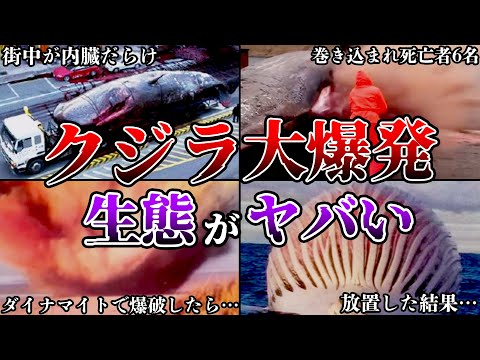 クジラの爆発について詳しく解説