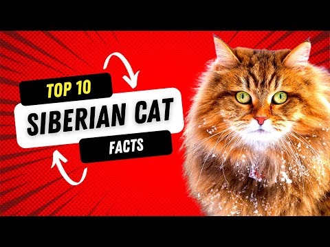 Siberian Cats - Top 10 Facts About This Cat Breed