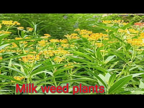 Complete guide butterfly milk weed plant grow and  care .