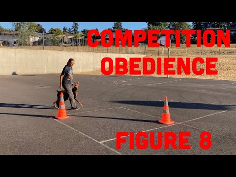 How to Perform the Figure 8 with Your Dog for Better Scores