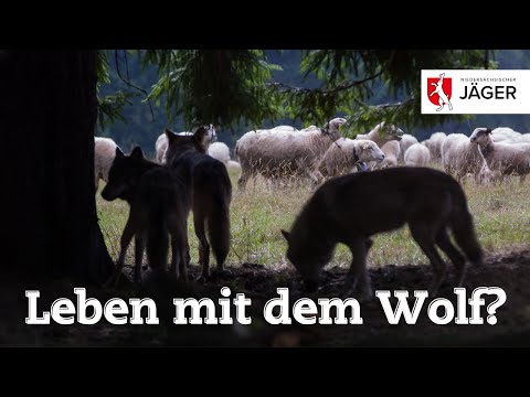 Leben mit dem Wolf? – Wir Jäger in Niedersachsen