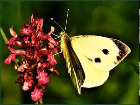 Bělásek .. ♫ Olga Tylova ♫ recitative