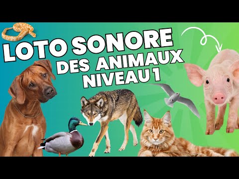 Loto sonore animaux #1