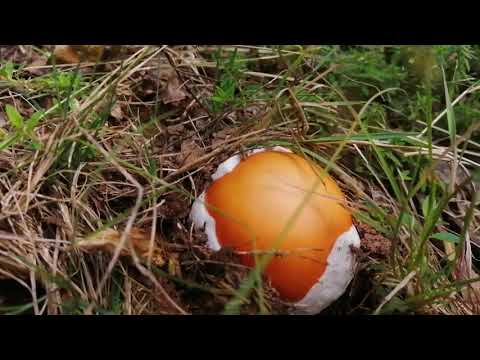 Jajčare (Blagve) - Amanita caesarea