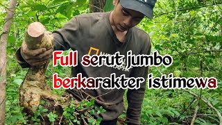 Download lagu Dongkel bahan bonsai serut jumbo di alam berkarakter unik mp3 Download lagu Dongkel bahan bonsai serut jumbo di alam berkarakter unik mp3